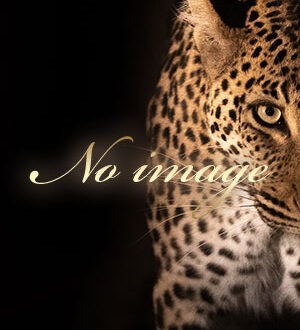 Cheetah (チーター) かなの