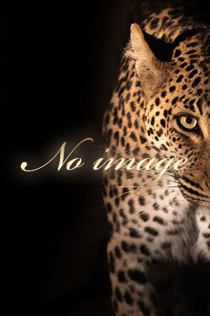 Cheetah (チーター) かなの