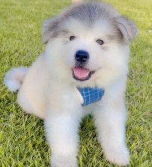 Up to you (アップトゥーユー) 子犬ちゃん